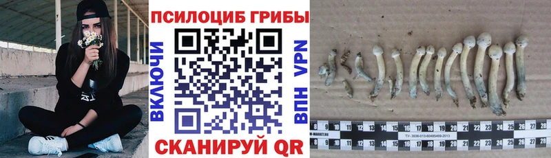 как найти наркотики  Сосенский  Псилоцибиновые грибы MAGIC MUSHROOMS 